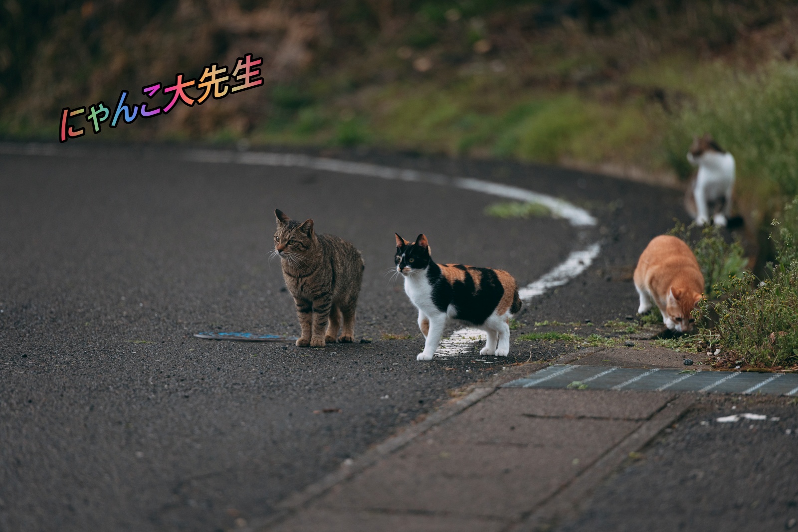 動物日記